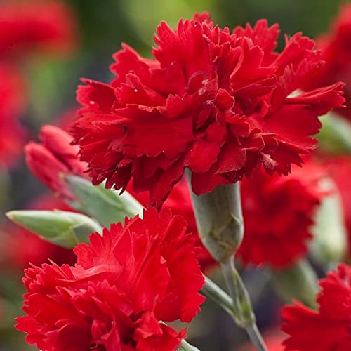 Red Carnations Flower Seeds for Planting Hardy Variety Heirloom & GMO Free Seeds for Home Garden
Sale
