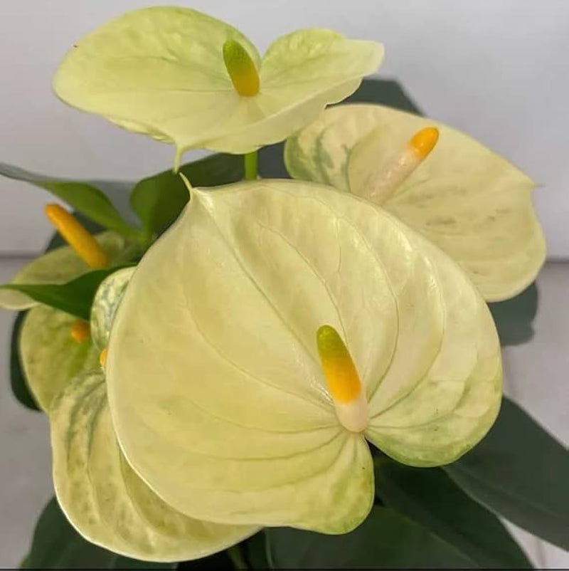 Yellow Anthurium for Planting Compact Growth Heirloom & GMO Free Seeds for Home Garden
Sale