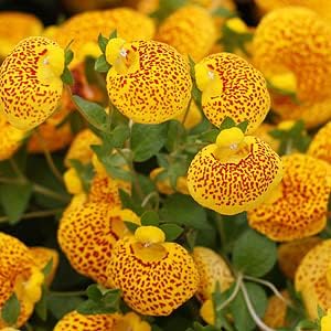 Red Yellow Calceolaria Flower seeds for Planting - Drought Tolerant, Heirloom & GMO Free Seeds for Home Garden
Sale for planting in home garden