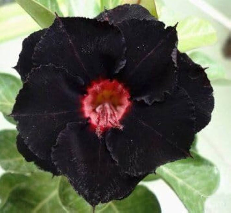 Black Gloxinia Flower Seeds for Planting Garden Favorite Heirloom & GMO Free Seeds for Home Garden
Sale