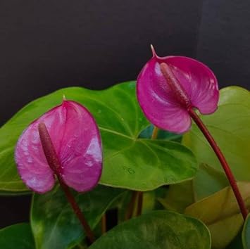 Anthurium Andraeanum Flower seeds for Planting - Premium Quality, Heirloom & GMO Free Seeds for Home Garden
Sale for planting in home garden.