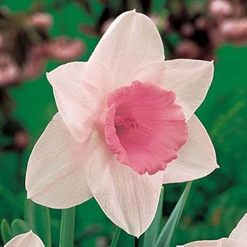 Pale Pink Narcissus Flower seeds for Planting - Shade Tolerant, Heirloom & GMO Free Seeds for Home Garden
Sale seeds for planting in home garden
