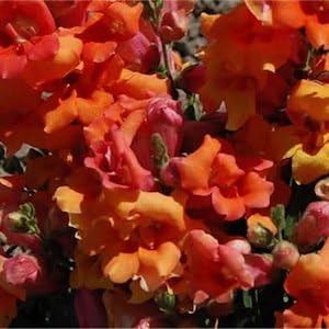 Orange Snapdragon Flower seeds for Planting - Pollinator Friendly, Heirloom & GMO Free Seeds for Home Garden
Sale seeds for planting in home garden