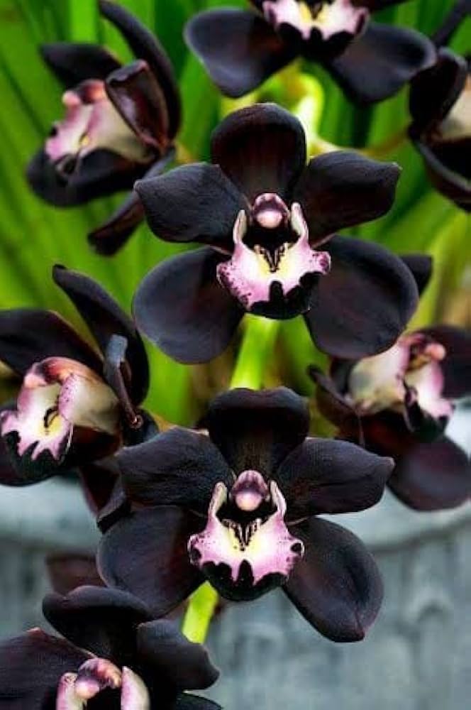 Black Orchid Flower seeds for Planting - Seasonal Bloomer, Heirloom & GMO Free Seeds for Home Garden
Sale