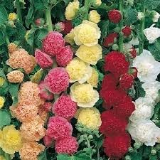 Mallow Alcea Rosea Flower seeds for Planting - Seasonal Bloomer, Heirloom & GMO Free Seeds for Home Garden
Sale seeds for planting in home garden