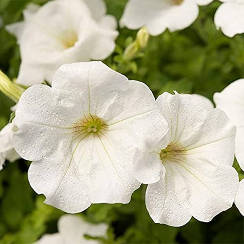 Petunia Wave White Flower Seeds for Planting Perfect for Vibrant Gardens