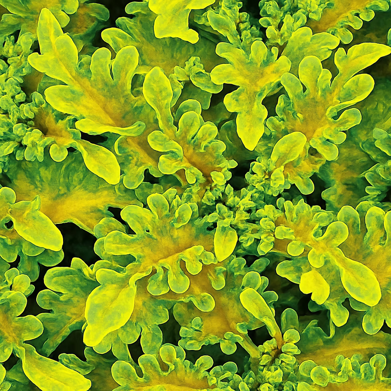 Green Yellow Dragon Coleus for Garden Perfect for Borders Heirloom & GMO Free Seeds for Home Garden
Sale