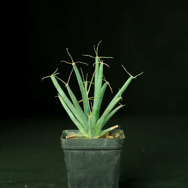 Green Leuchtenbergia Flower seeds for Planting - Long Bloom Season, Heirloom & GMO Free Seeds for Home Garden
Sale seeds for home garden
