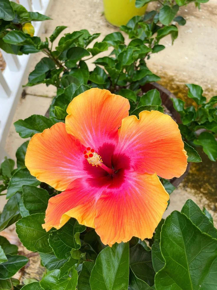 Orange Pink Hibiscus Flower seeds for Planting Hardy Variety Heirloom & GMO Free Seeds for Home Garden
Sale