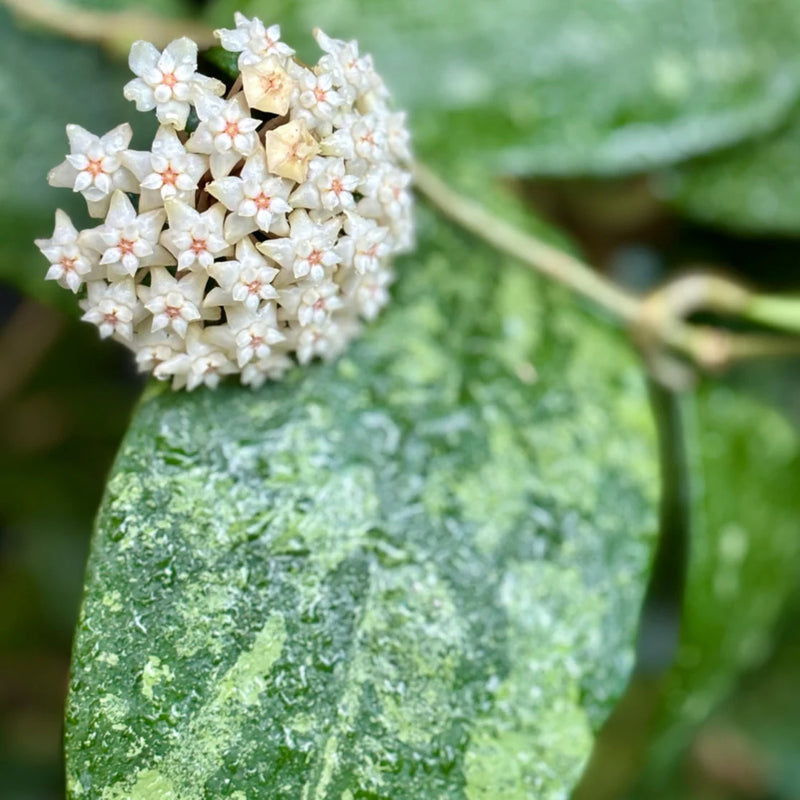 Sea Green Hoya Flower seeds for Planting Compact Growth Heirloom & GMO Free Seeds for Home Garden
Sale