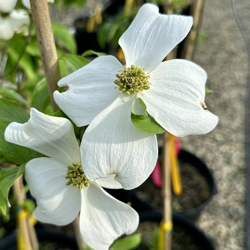 Cornus Florida Flower seeds for Planting Cottage Garden Essential Heirloom & GMO Free Seeds for Home Garden
Sale seeds for home garden planting