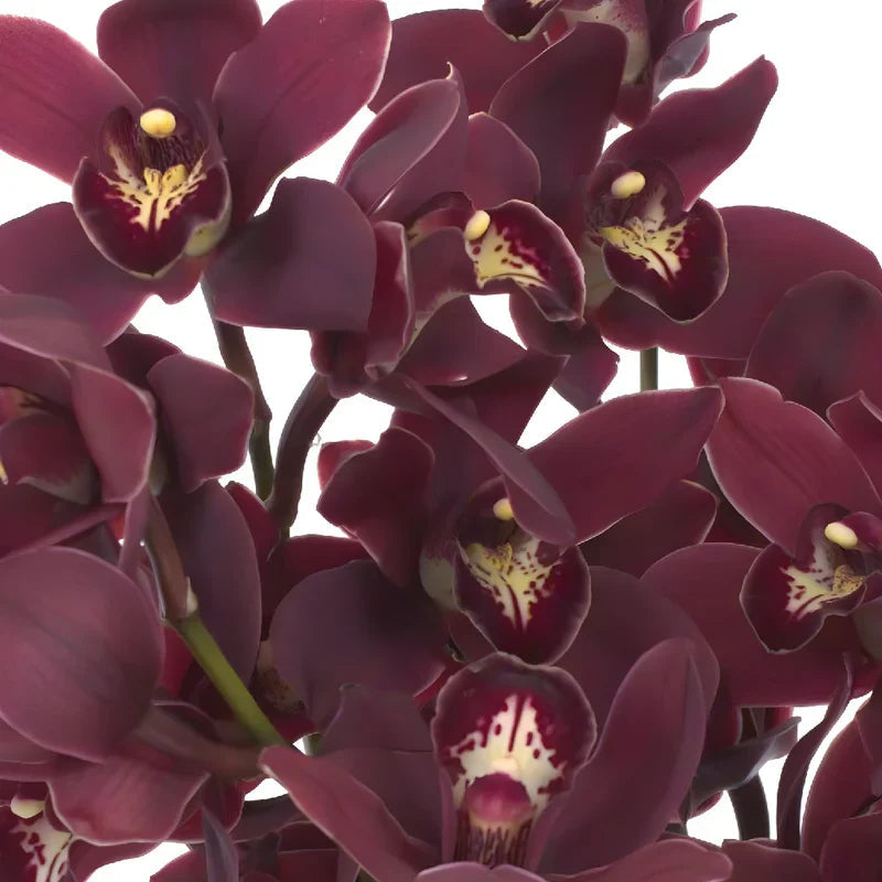 Cymbidium Orchid Flower seeds for Planting Cut Flower Favorite Heirloom & GMO Free Seeds for Home Garden
Sale for planting in home garden