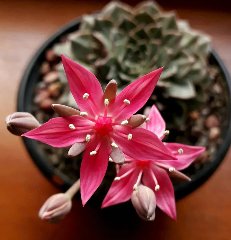 Graptopetalum Bellum Flower seeds for Planting - Drought Tolerant, Heirloom & GMO Free Seeds for Home Garden
Sale seeds for home garden