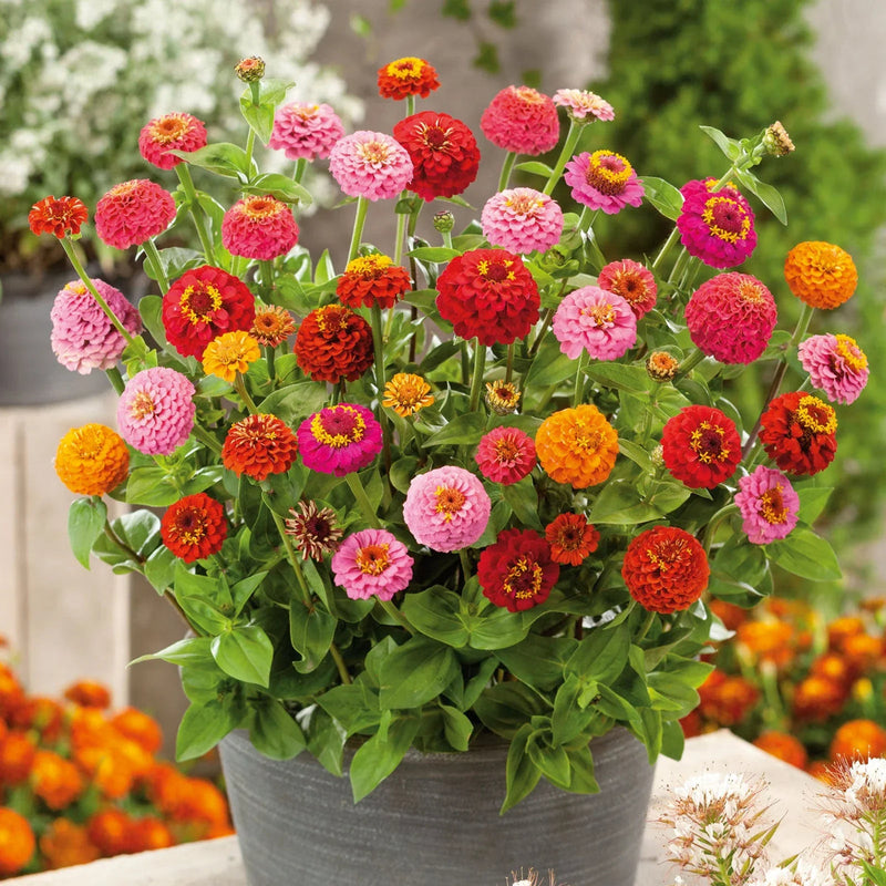 Mixed Thumbelina Flower seeds for Planting Low Maintenance Heirloom & GMO Free Seeds for Home Garden
Sale seeds for home garden planting