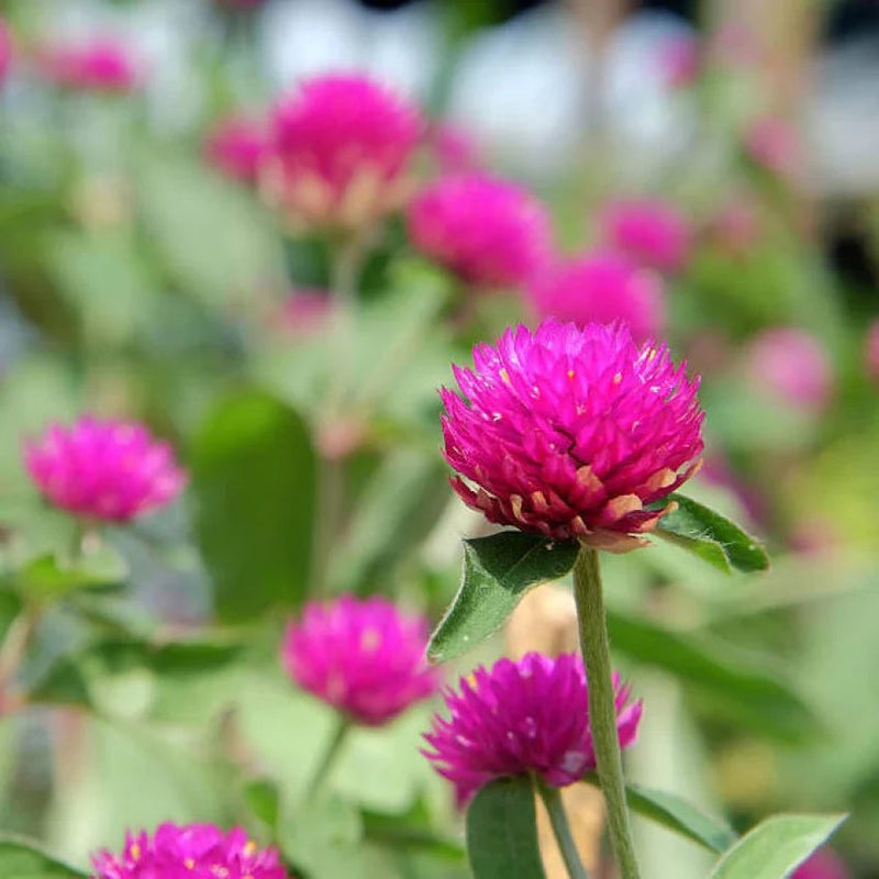 Gomphrena Flower seeds for Planting Fragrant Blossoms Heirloom & GMO Free Seeds for Home Garden
Sale seeds for home garden planting