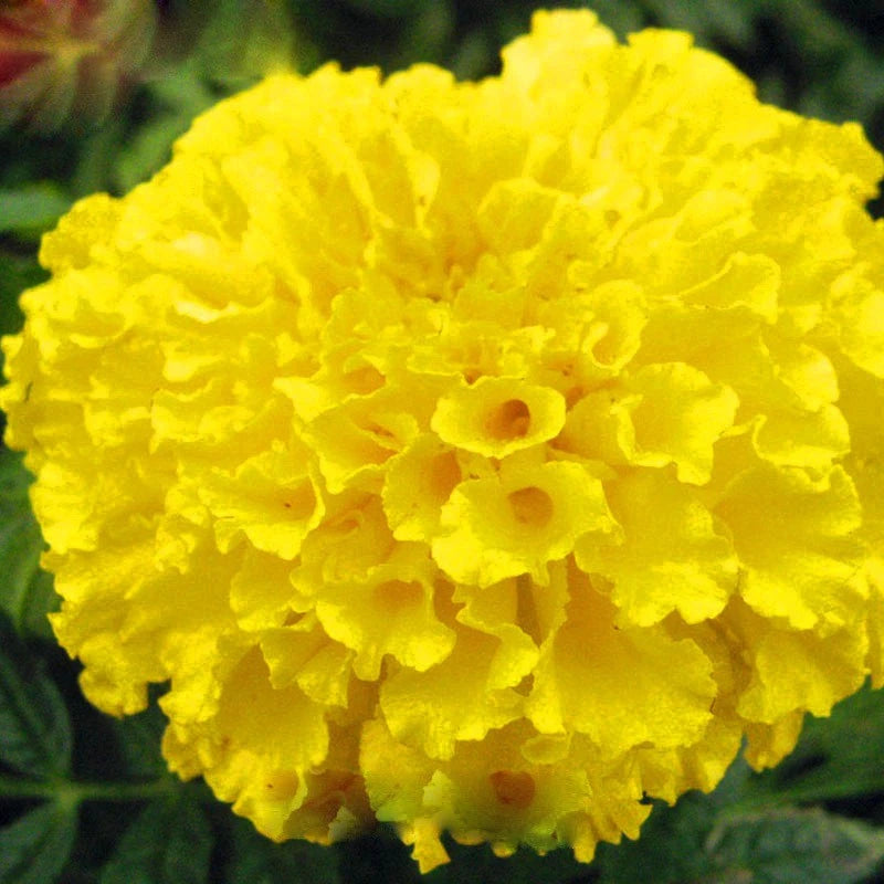 Yellow Maidenhair Flower Seeds for Planting Bright Blooms Heirloom & GMO Free Seeds for Home Garden
Sale