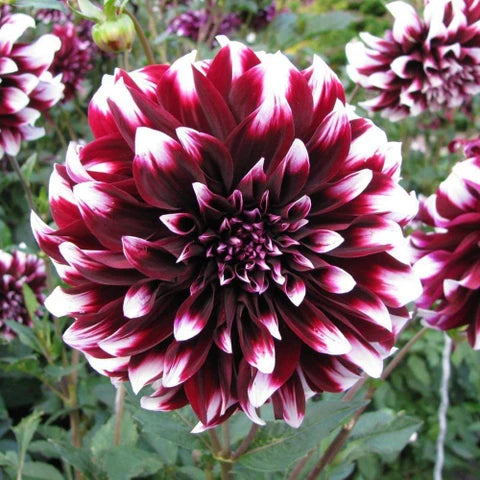 Purple White Dahlia Flower Seeds for Planting Low Maintenance Heirloom & GMO Free Seeds for Home Garden
Sale