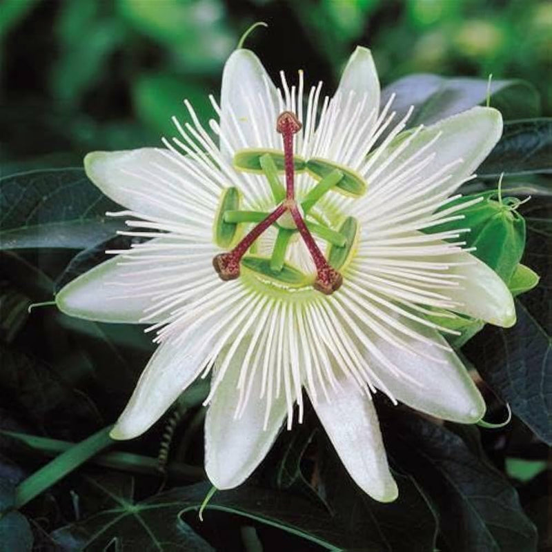 White Passiflora Flower seeds for Planting - Hardy Variety, Heirloom & GMO Free Seeds for Home Garden
Sale for planting in home garden.