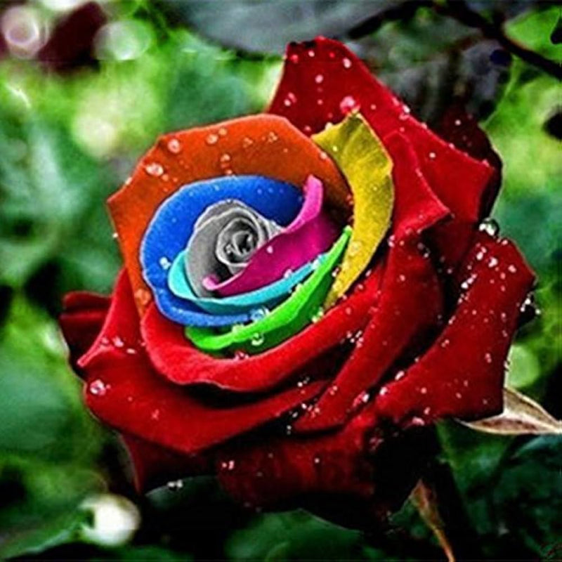 Red Rainbow Potted Rose Flower Seeds for Planting NonGMO Heirloom Easy to Grow Garden Blooms
Sale