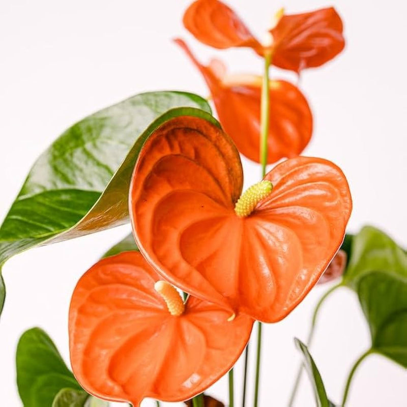 Dark Orange Anthurium Flower Seeds for Planting Vibrant Colors Heirloom & GMO Free Seeds for Home Garden
Sale