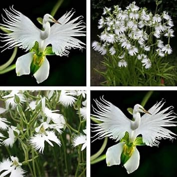 White Egret Orchid Flower seeds for Planting - Vibrant Colors, Heirloom & GMO Free Seeds for Home Garden
Sale seeds for home garden