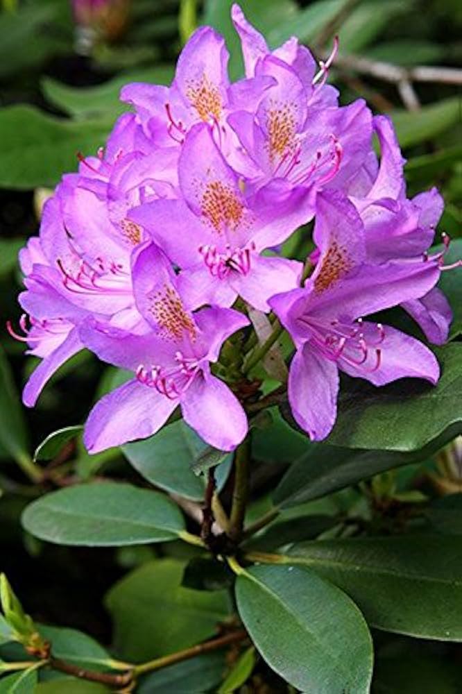 Lavender Rhododendron Azalea Flower Seeds for Planting Low Maintenance Heirloom & GMO Free Seeds for Home Garden
Sale