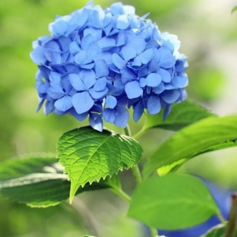 Blue White Hydrangea Flower seeds for Planting Colorful Display Heirloom & GMO Free Seeds for Home Garden
Sale