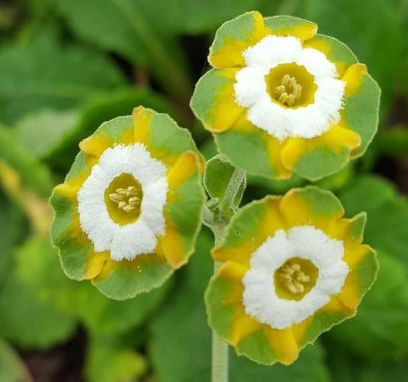 Yellow Primula Flower Seeds for Planting Premium Quality Heirloom & GMO Free Seeds for Home Garden
Sale