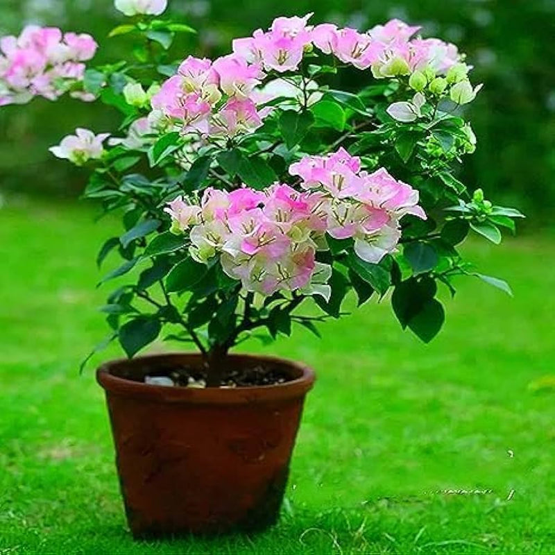 White Pink Bougainvillea Flower Seeds for Planting Seed for Vibrant and Lush Blooms