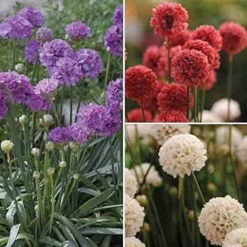 Mixed Joystick Flower seeds for Planting - Low Maintenance, Heirloom & GMO Free Seeds for Home Garden
Sale seeds for home garden