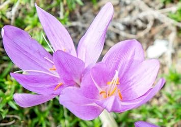 Light Pink Crocus Flower seeds for Planting - Premium Quality, Heirloom & GMO Free Seeds for Home Garden
Sale seeds for home garden