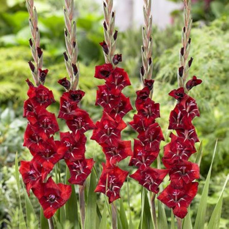 Maroon Gladiolus Flower Seeds for Planting – Sun Loving Heirloom & NonGMO Seeds for Home Garden
Sale