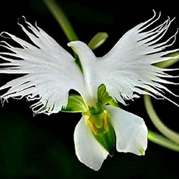 White Radiata Flower seeds for Planting Pollinator Friendly Heirloom & GMO Free Seeds for Home Garden
Sale seeds for home garden planting