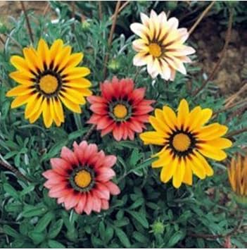 Mixed Gazania Flower seeds for Planting - Hardy Variety, Heirloom & GMO Free Seeds for Home Garden
Sale seeds for home garden