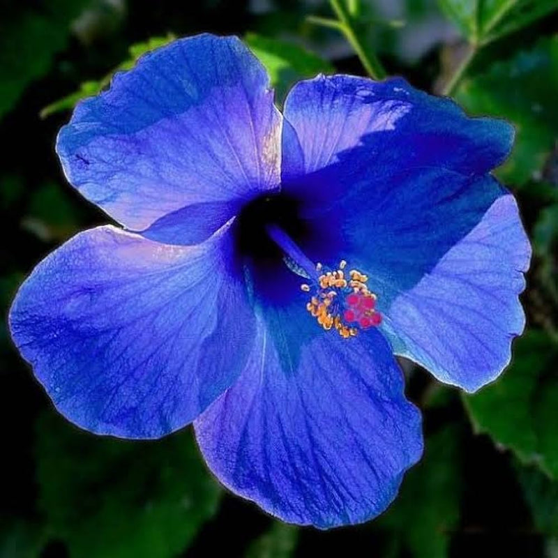 Blue Hibiscus Flower Seeds Wildflower Mix Heirloom & GMO Free Seeds for Home Garden
Sale