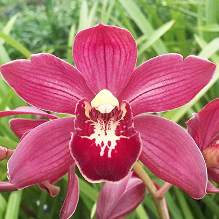 Burgundy Cymbidium Orchid Flower seeds for Planting Cottage Garden Essential Heirloom & GMO Free Seeds for Home Garden
Sale