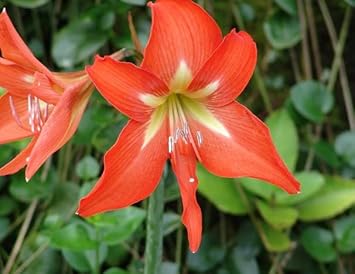 Orange Hippeastrum Rutilum Flower seeds for Planting - Wildflower Mix, Heirloom & GMO Free Seeds for Home Garden
Sale for planting in home garden