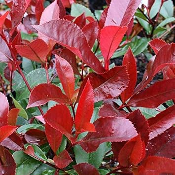 Red Photinia Robin Flower seeds for Planting - Drought Tolerant, Heirloom & GMO Free Seeds for Home Garden
Sale seeds for planting in home garden