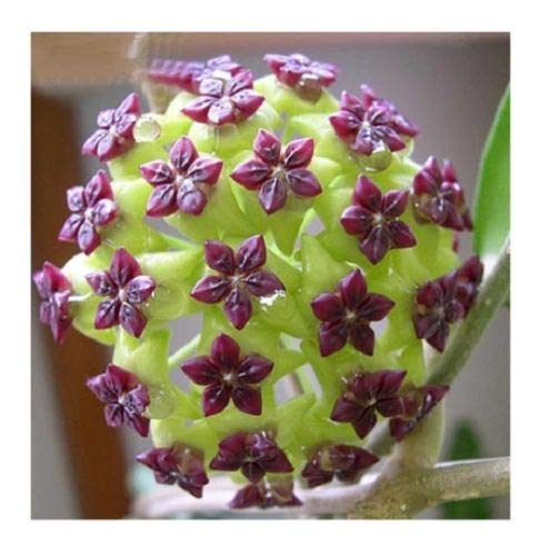 Green Purple Hoya Flower Seeds for Planting Compact Growth Heirloom & GMO Free Seeds for Home Garden
Sale