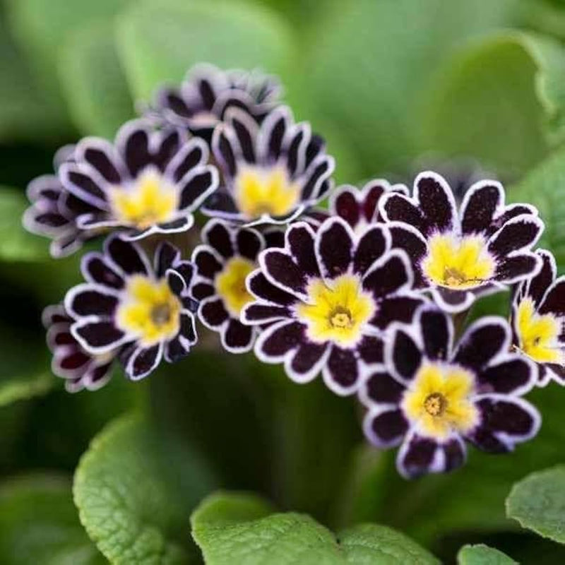 Black Yellow Primula Malacoides Seeds for Planting Shade Tolerant Heirloom & GMO Free Seeds for Home Garden
Sale