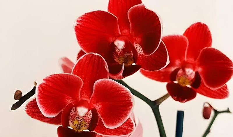 Red Phalaenopsis Orchid Flower Seeds for Planting – Heirloom NonGMO Organic Garden Seeds with High Germination
Sale