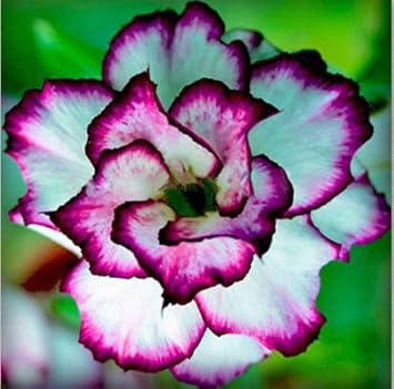 White Purple Adenium Flower seeds for Planting Seasonal Bloomer Heirloom & GMO Free Seeds for Home Garden
Sale seeds for home garden planting