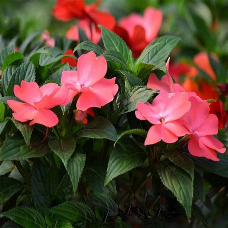 Walleriana Flower seeds for Planting - Cottage Garden Essential, Heirloom & GMO Free Seeds for Home Garden
Sale for planting in home garden.