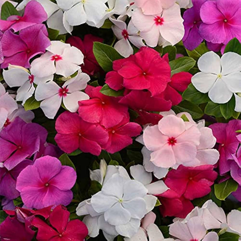 Vinca Mix Seeds for Planting Colorful Annual Blooms for Your Garden