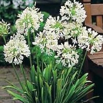 Agapanthus Flower seeds for Planting - Pollinator Friendly, Heirloom & GMO Free Seeds for Home Garden
Sale seeds for home garden