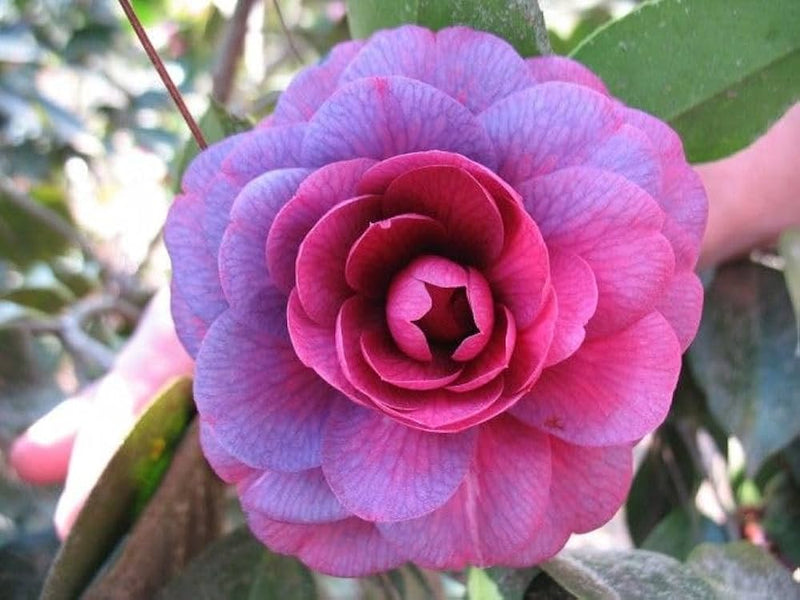 Camellia Purple Flower seeds for Planting - Compact Growth, Heirloom & GMO Free Seeds for Home Garden