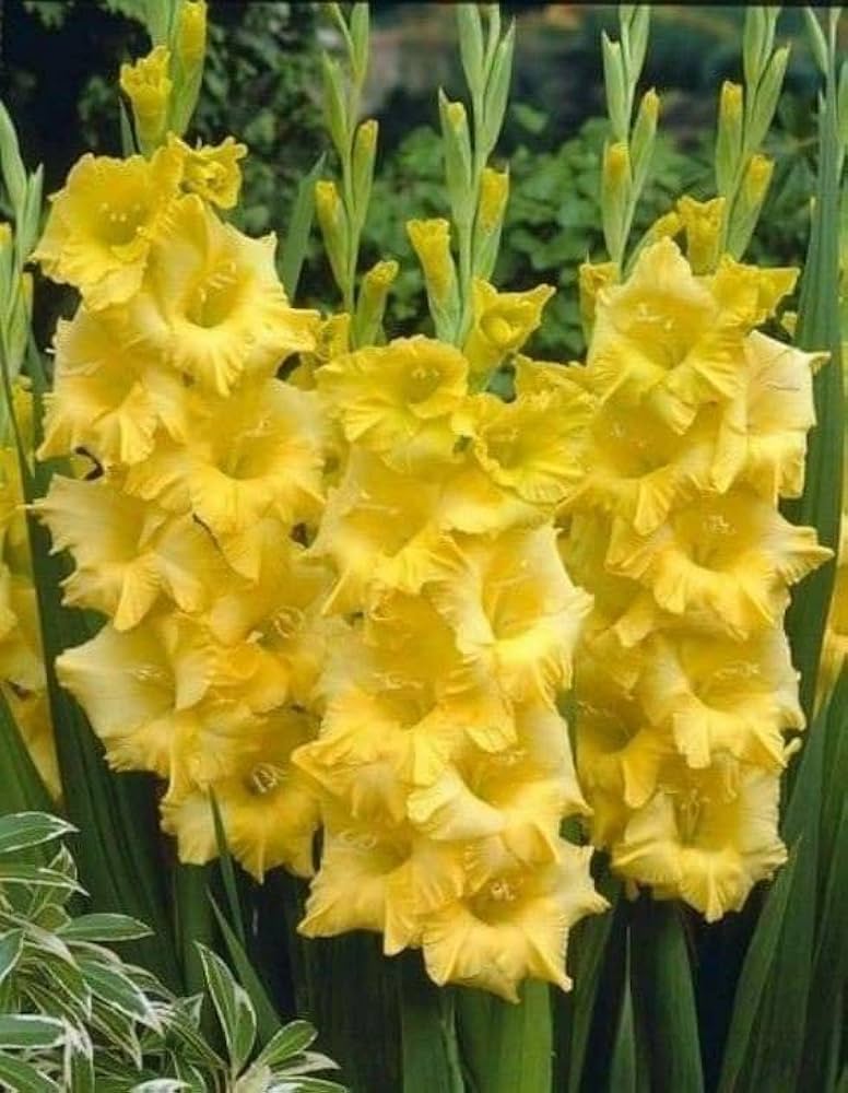Light Yellow Gladiolus Flower Seeds for Planting Drought Tolerant Heirloom & GMO Free Seeds for Home Garden
Sale