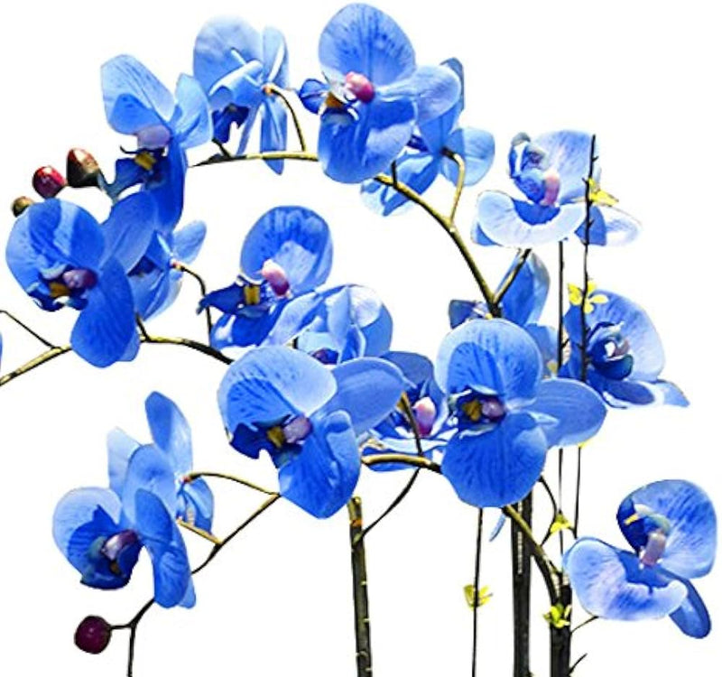 Futaba Blue Butterfly Orchid Flower seeds for Planting - Hardy Variety, Heirloom & GMO Free Seeds for Home Garden
Sale seeds for home garden