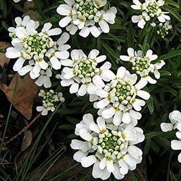 White Candytuf Flower seeds for Planting - Premium Quality, Heirloom & GMO Free Seeds for Home Garden
Sale seeds for home garden