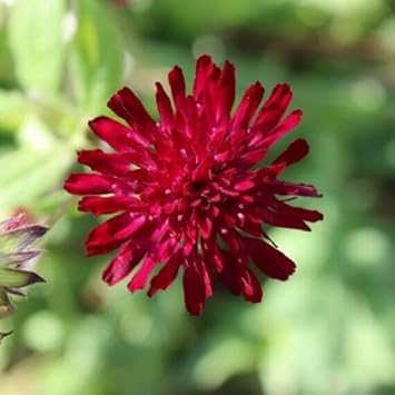 Macedonica Flower seeds for Planting Shade Tolerant Heirloom & GMO Free Seeds for Home Garden
Sale for planting in home garden